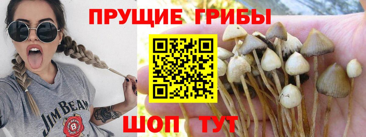 Псилоцибиновые грибы Psilocybine cubensis Красноярск