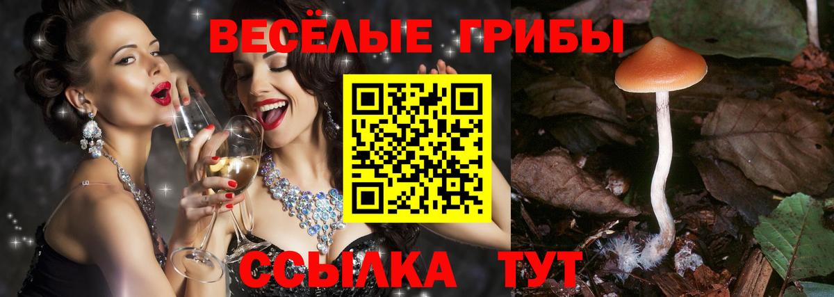Красноярск  Псилоцибиновые грибы Psilocybe  Вход с VPN 